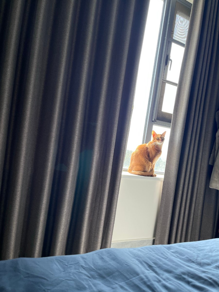 PanZaton's tweet photo. Just wiped the kitchen counter and found my cat napping right in the sunlit spot I saved for it ， https://t.co/Jzs9619xbr