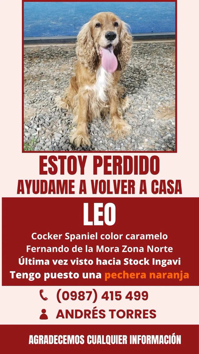 dreliasmoran's tweet photo. RT para ayudarle a Leo que vuelva con su dueño https://t.co/8nNTc6i0W5