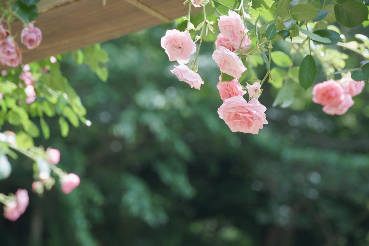 rei0627_a6400's tweet photo. 可憐なピンク色のつるバラ🌹
α6400 + sel18135
#布引ハーブ園 https://t.co/OhkKEkj0kJ