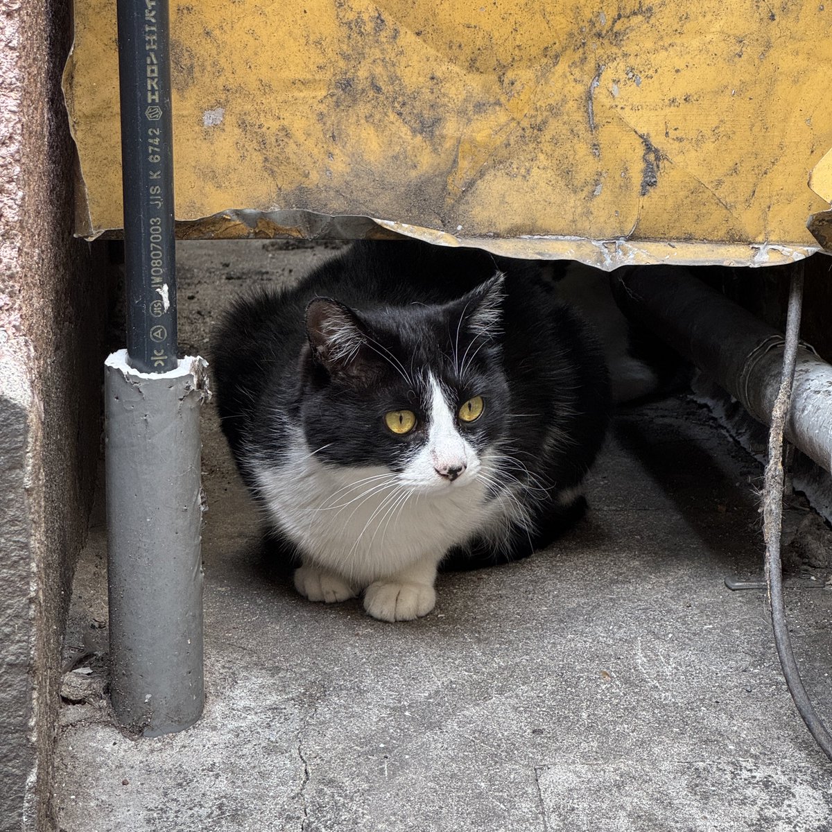 _zu_uu's tweet photo. いつもいる猫に元気をもらって出勤 https://t.co/bthUjsJ1NG