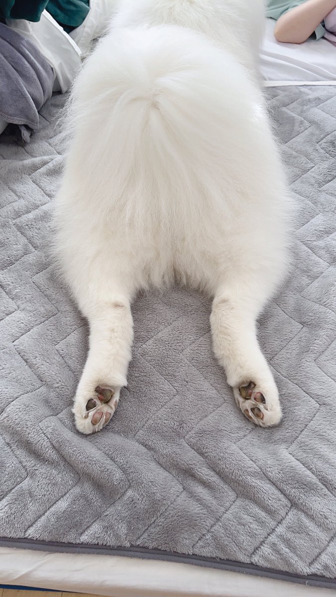 samoyed_dazs's tweet photo. おはダッツです🐻‍❄️☀️
モフトニンをどうぞ！

ママを起こしに行ったのにそのまま寛いでしまうサモエド
足が可愛すぎるのよ
#今日も可愛いねダッツくん
#そんなに可愛くてどうするの？ https://t.co/dTOq3O3SpV