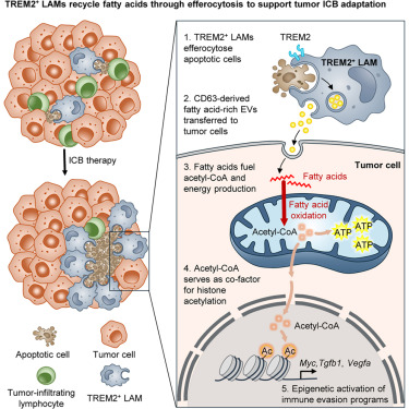 Cancer_Cell's tweet photo. Tumor cells metabolically resist immune-checkpoint therapy by macrophage efferocytosis-mediated fatty acid recycling https://t.co/UNavkXkhbf https://t.co/d2aeiIMjw7