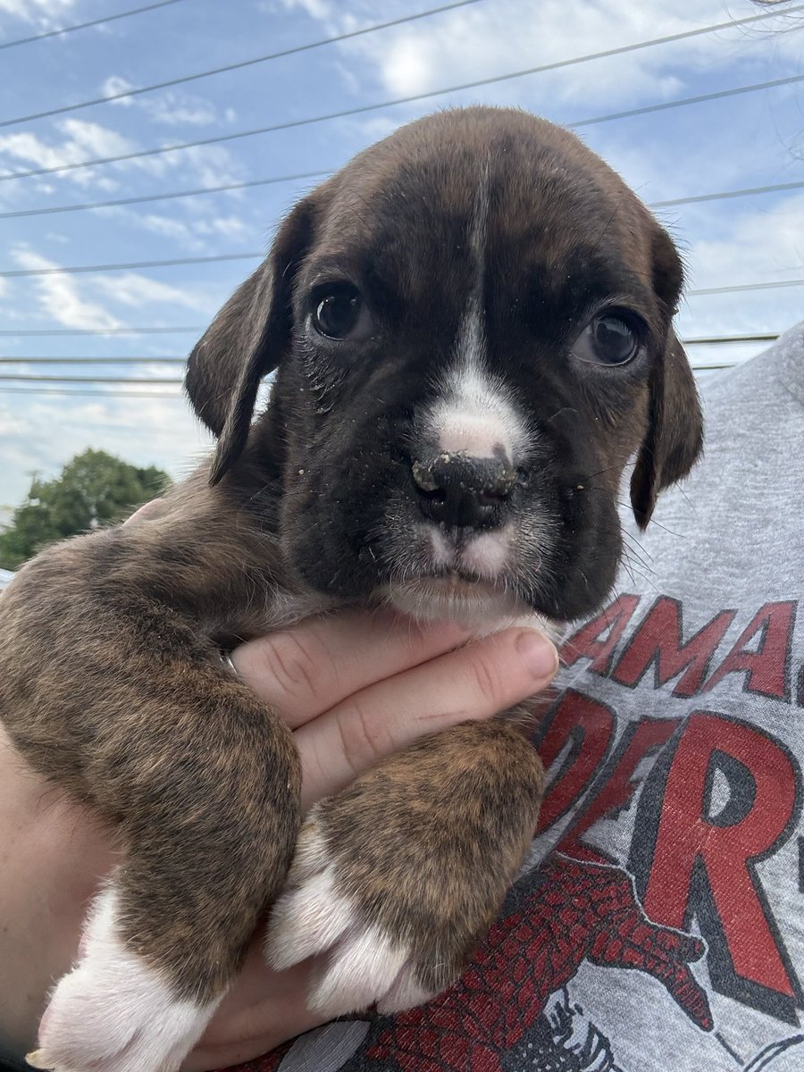 adopt_boxer's tweet photo. 6 weeks &amp; counting . Born to a boxer we took off the euthanasia list in a southern shelter. The shelter staff thought she was sick, she was in labor and thin . So many in need. They will be ready to go to a home with another dog in 3 weeks #boxerpuppies #puppylove #pups #adopt https://t.co/daAQsijz3T