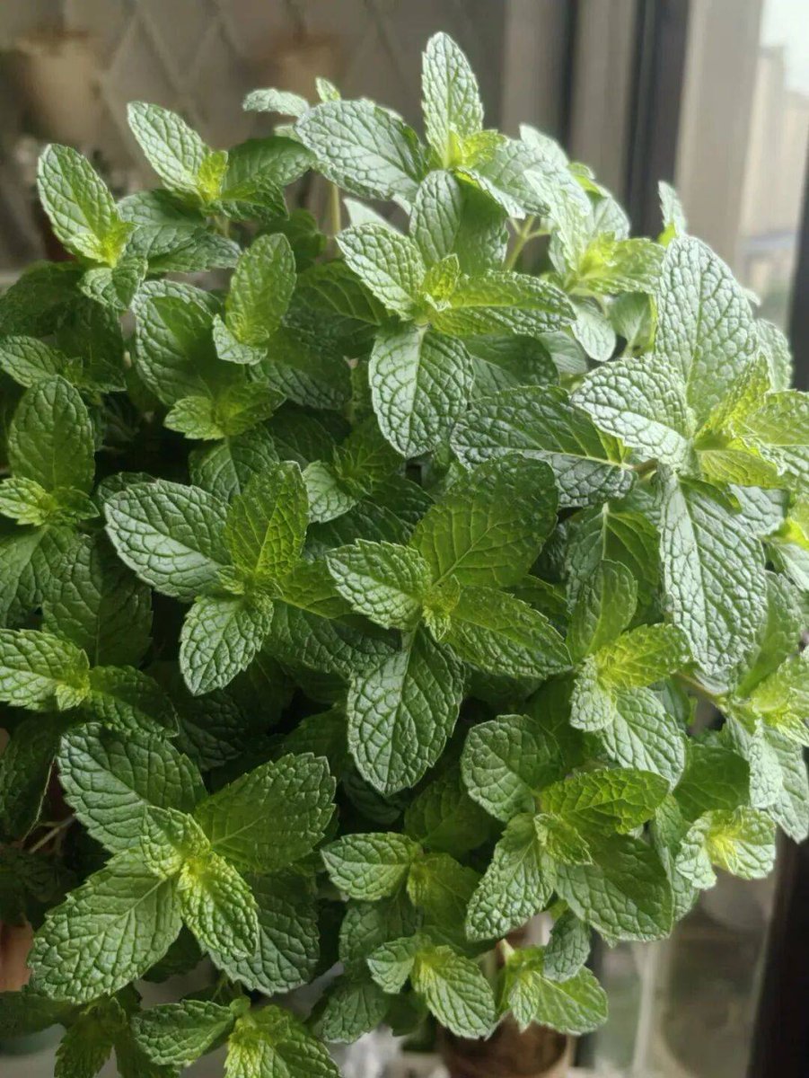 tajwersu's tweet photo. My small balcony is now a little herb garden where I make morning tea—12 months ago it was just empty concrete space. Love how tiny changes warm up daily life! https://t.co/bPSimMZNrB