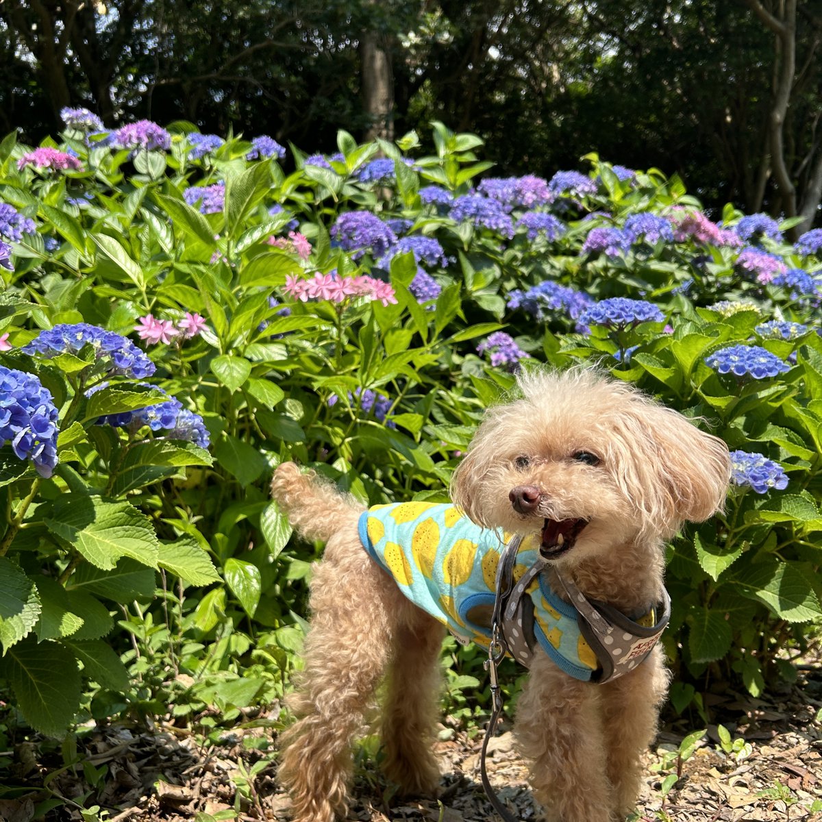 tomcat_pet's tweet photo. 先日、スタッフが🐶(モモちゃん)と一緒に新しくできた【渥美アジサイの森】へ行ってきました！

天気が良く、のどかな雰囲気と色とりどりのアジサイにモモちゃんもニコニコ✨

場所は田原市、温暖な気候でこれからの時期はトウモロコシ🌽もイチ押しです👍✨

こちらに来られた際は寄ってみて下さい🥰 https://t.co/epYLf0pgcj