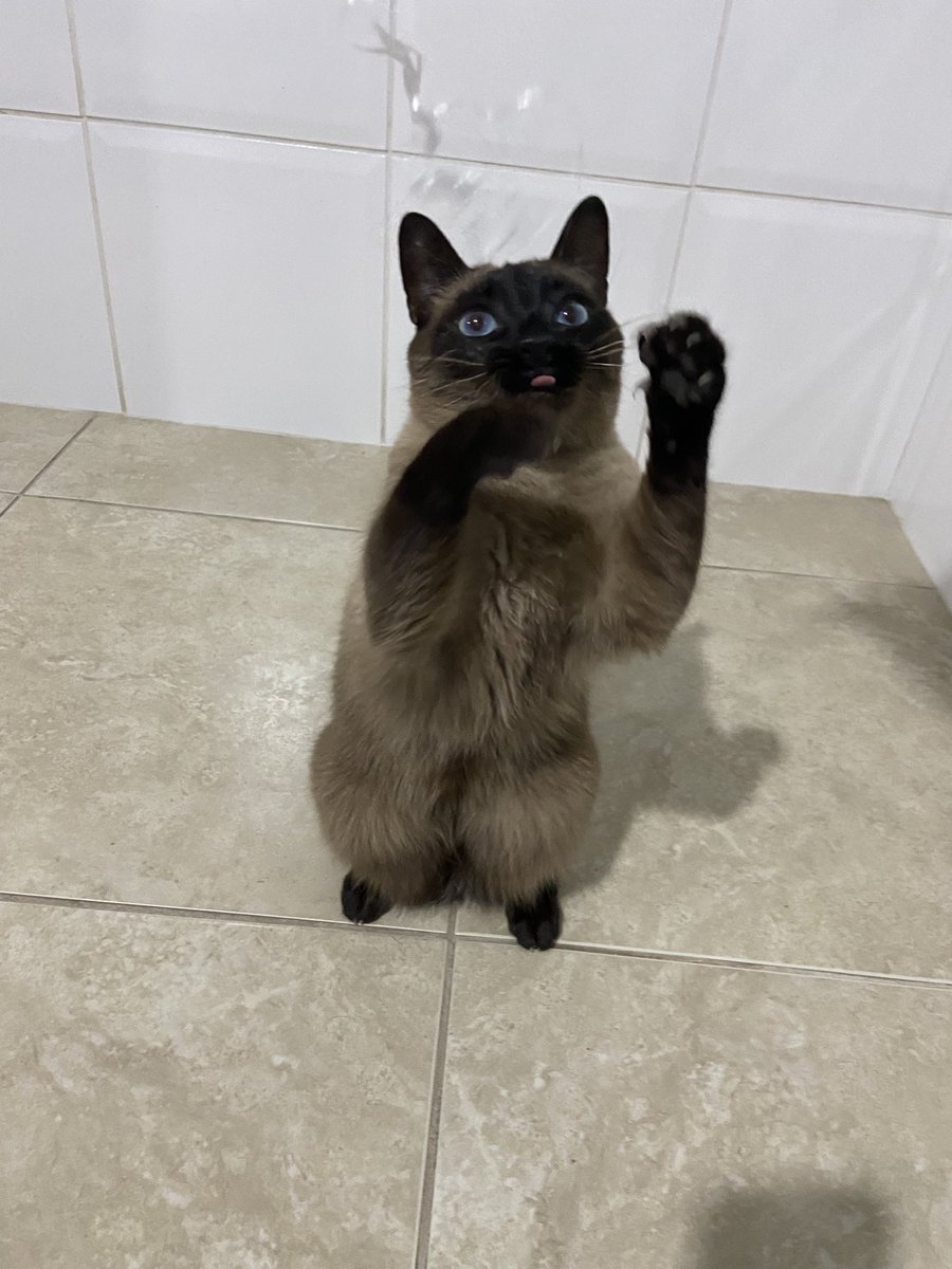 gatamarxiana's tweet photo. Brincando com a gata da minha mãe
Uma bobona amo ela demais https://t.co/IbPbNluU5J