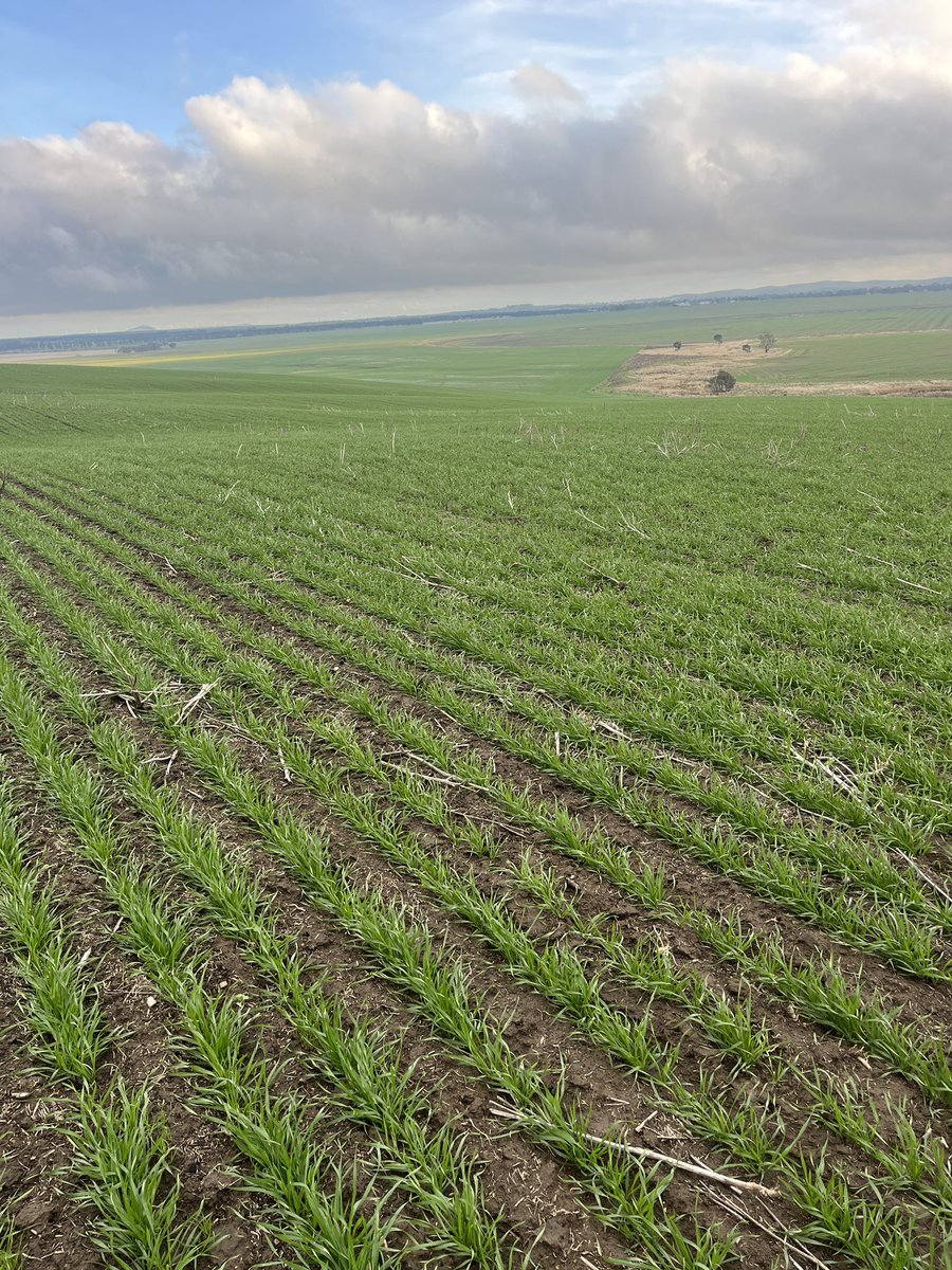 AltoraBallarat's tweet photo. Crops are off to an excellent start given the ideal break, allowing us to capitalise on our pre-em strategy in the western district 🌾 https://t.co/RGzhyjENnh