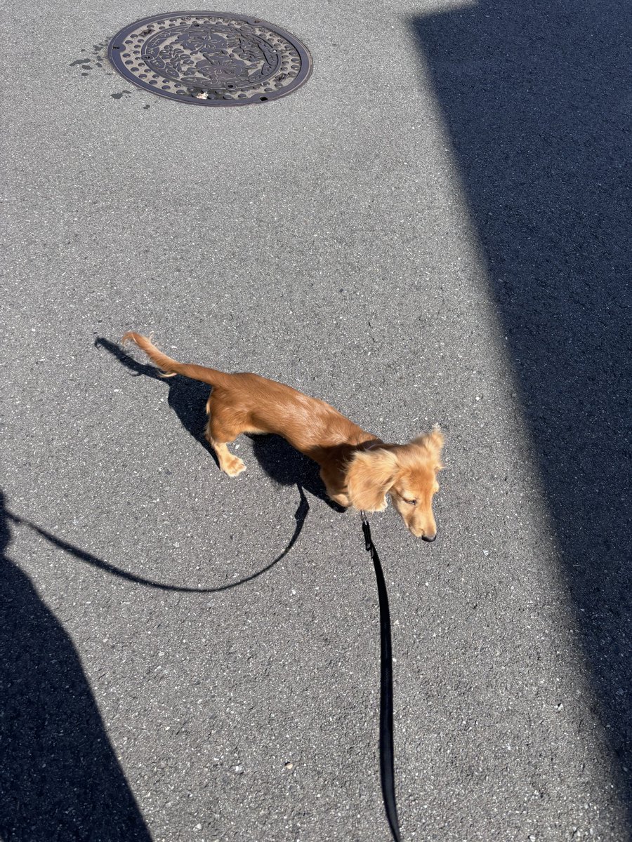 chip_dogchip's tweet photo. 朝日を浴びるいぬ
#ミニチュアダックス https://t.co/4OJ52vlYBM