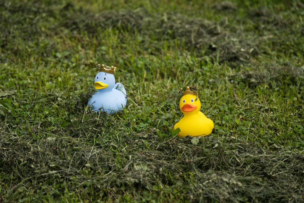 DucksForPeace's tweet photo. #StandWithUkraine #DucksForPeace #worldinpeace #peaceonearth #stopputinnow #freedom https://t.co/EXqqblEVz5