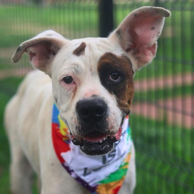 _taysmyoxygen1d's tweet photo. 🆘 GENTLE DOG TO BE KILLED TOMORROW 6.16 BY #SANANTONIO ACS #TEXAS‼️
 
Lori ❤️ #A811882 
1yo F

Steady, sweet, &amp; soothing to be around. 
Happy just to be near you❤️
A loyal friend with a calm, gentle nature. 
Gentle and reserved, but full of love to give🥰

#AdoptDontShop #Foster https://t.co/p1uUvWUAwn