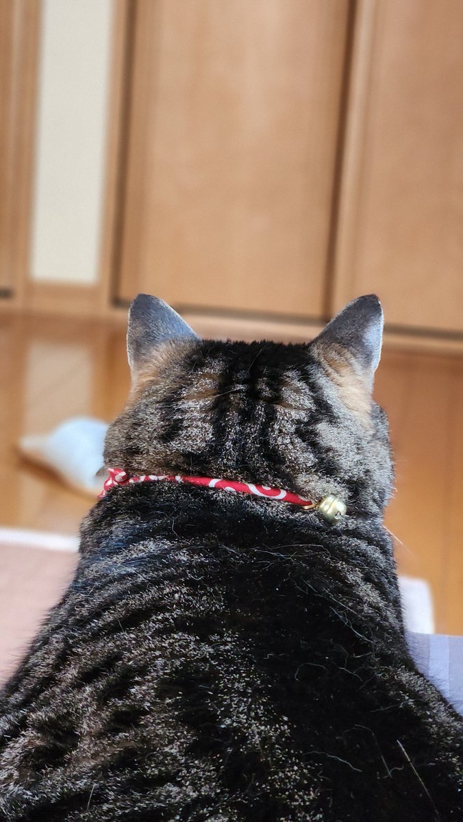 bikeismywife's tweet photo. 猫の後頭部は何故こんなにも愛おしいのか https://t.co/lrV1YMrPb6