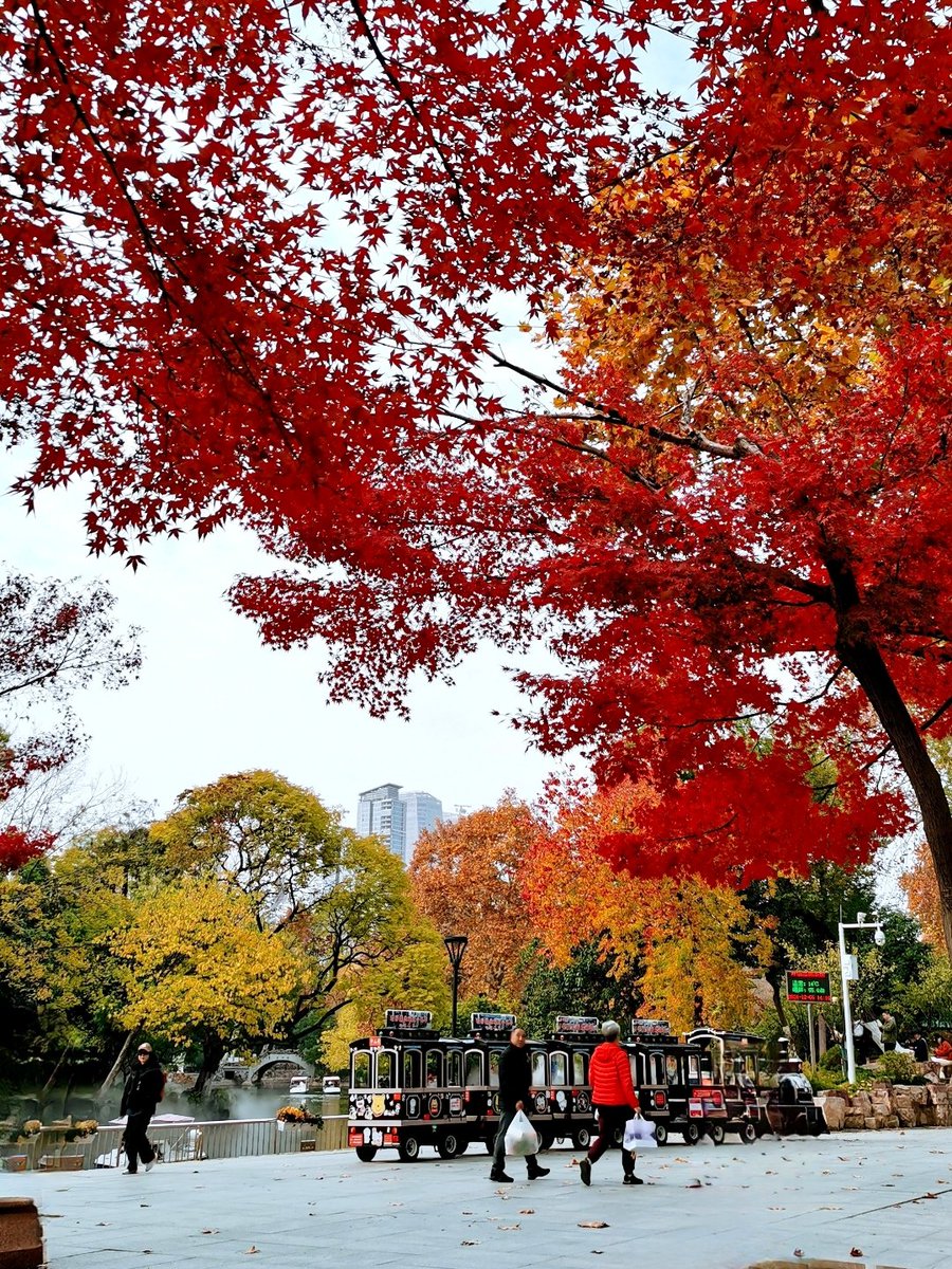zhang_cc's tweet photo. Chilly autumn breeze is wrapping the city, with maple leaves turning warm amber—perfect for a hot cocoa break on the way home https://t.co/9lBY5VQB8q