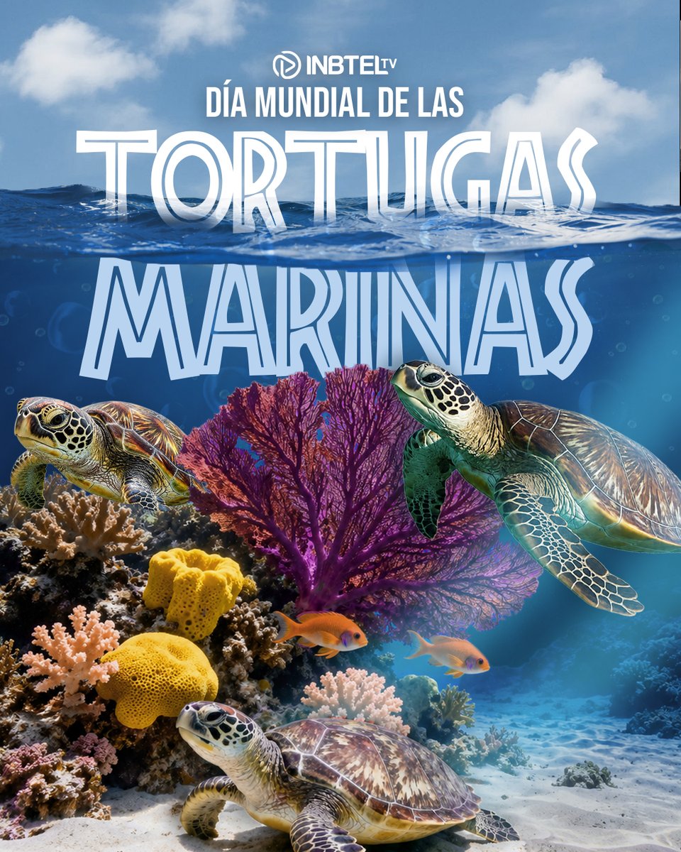 InbtelTv's tweet photo. 🐢🌎 Día Mundial de las Tortugas

Hoy celebramos a estas increíbles guardianas del planeta. Cuidarlas es cuidar nuestros mares y la vida. 💚🌊

#DíaMundialDeLasTortugas #CuidemosElPlaneta https://t.co/b74MiXrAPh