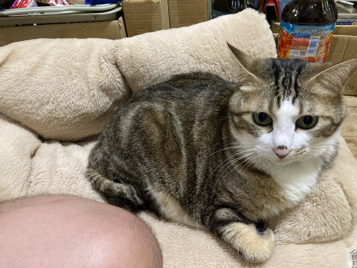 a0_wlt's tweet photo. 初めてこのソファ座ってるとこみた https://t.co/WjYp9Qhf3U