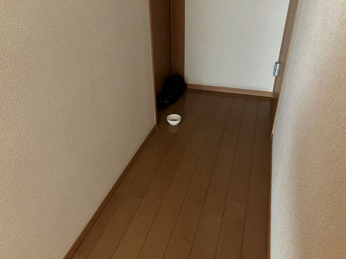 edoneko3's tweet photo. #里親募集
ひじき♂推定1歳

夜中にケージでアオンアオン鳴いて暴れているのでフリーに。
昼間は影のようにジーッとして飲まず食わず動かず💦何時間でもエアコンの上にいるので無理やり下ろして水入りちゅーるをあげるもビビって口をつけず。隙を見てエアコン上に逆戻り😭
 #えどねこ #人馴れ #黒猫 https://t.co/hW0XR7Y7bj