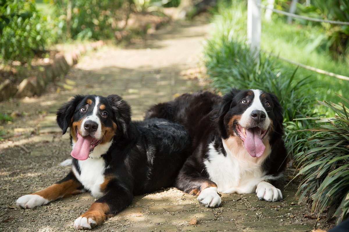 ashofroad's tweet photo. Some rescue dogs create unforgettable memories 🌍
They bring comfort without saying a single word 🤍
DRJt https://t.co/uK3IGz74wK