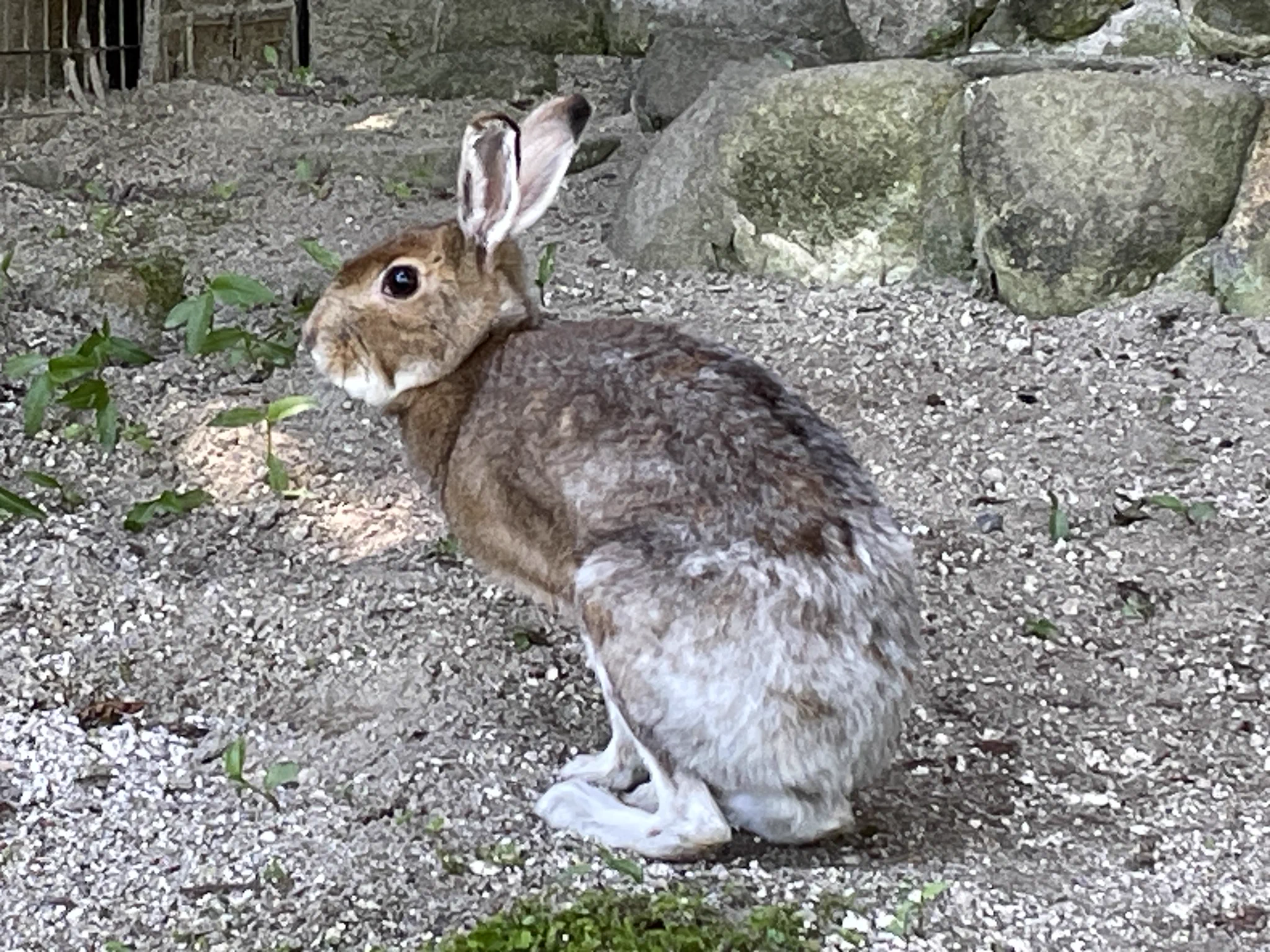 広島市安佐動物公園【公式】 on X: 