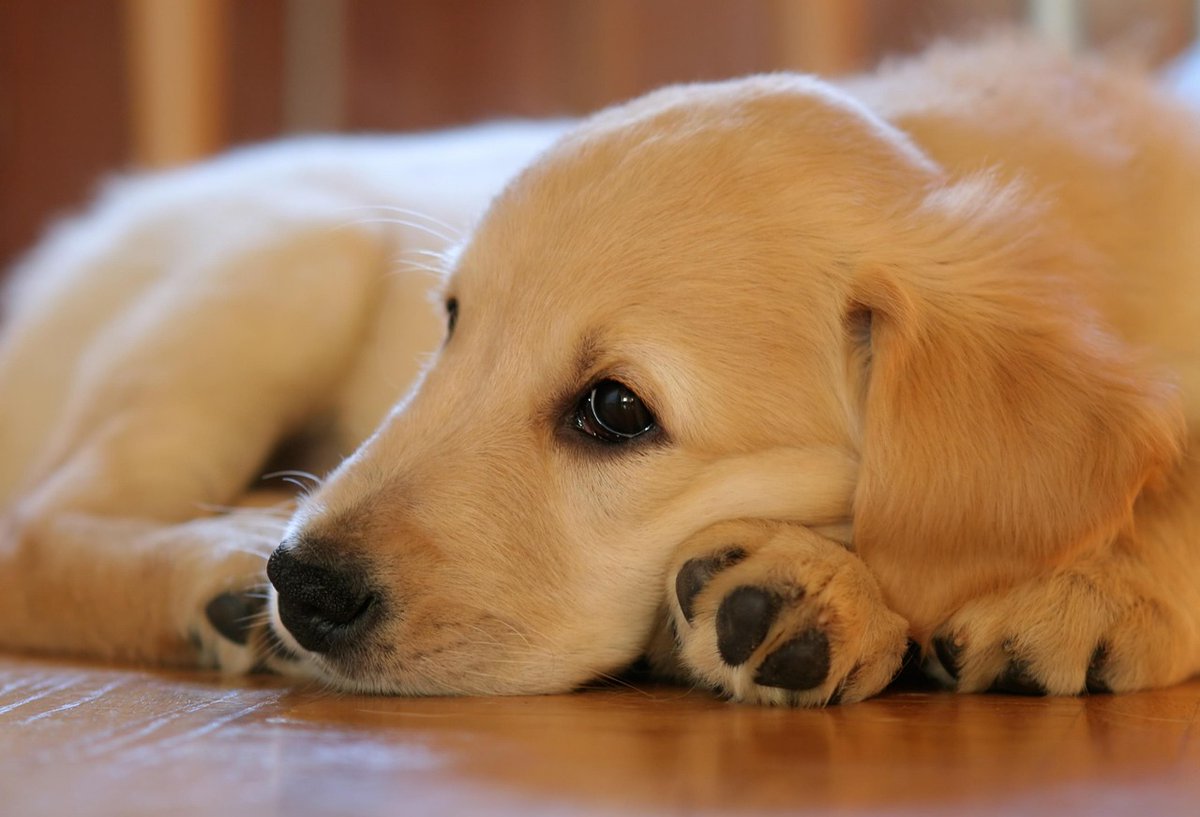 peddi09's tweet photo. Many playful dogs can understand human emotions 💫
Even quiet moments feel special with them nearby 🐶
TnTd https://t.co/0WjufBGbFT