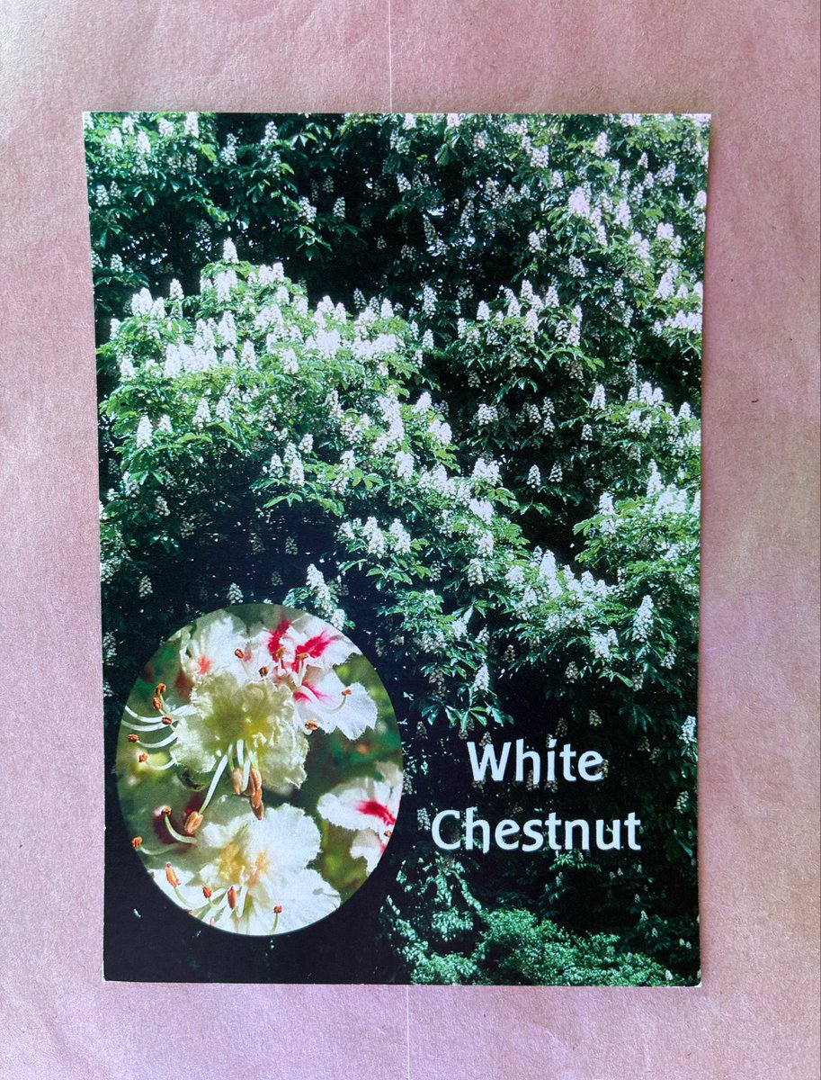 y_naomy703's tweet photo. ホワイトチェスナット
White Chestnut

わたしは心配を手放し、自由を求めます
わたしの思考が空である時、聖なるものが語りかけ
この静かなる存在はわたしの中に自由を創造します
わたしは平和に満ちた私自身です https://t.co/DcbJ1frIqC