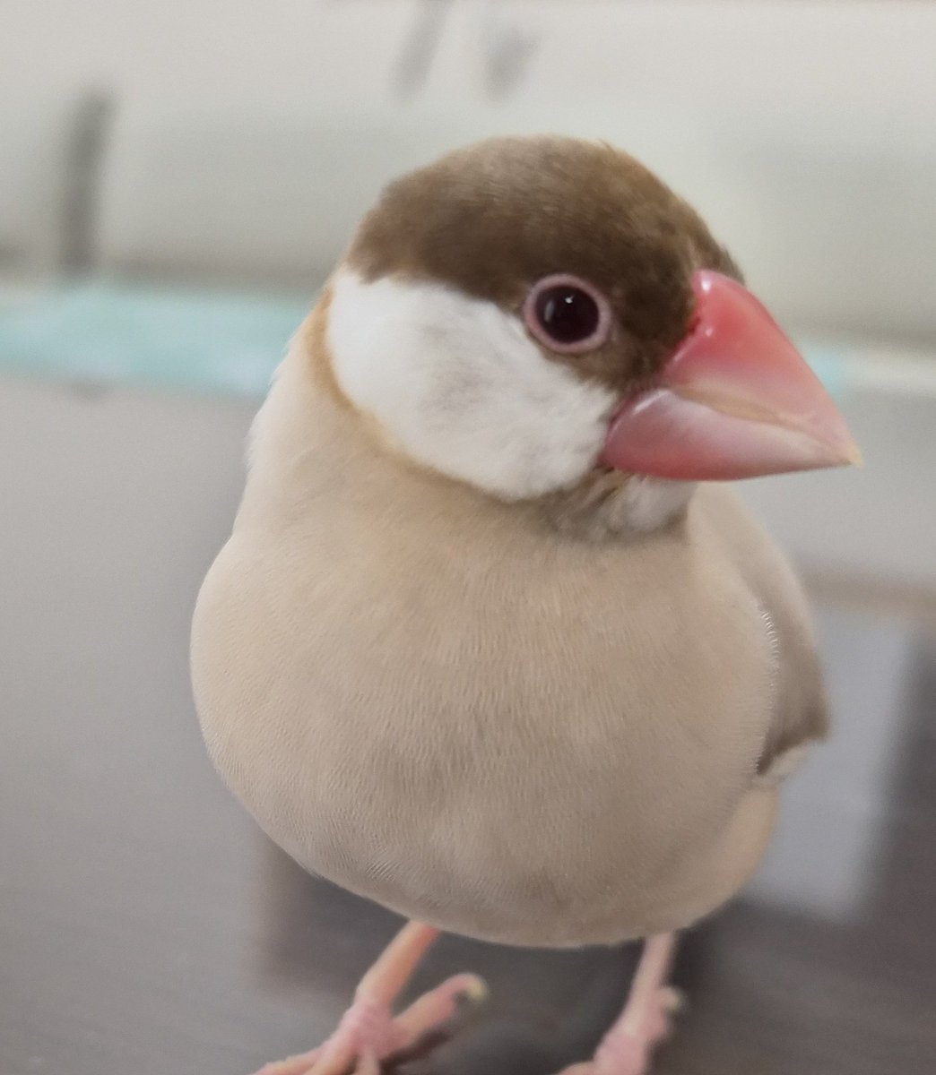 fl_cello's tweet photo. おはようございます https://t.co/1enpoiFMMB