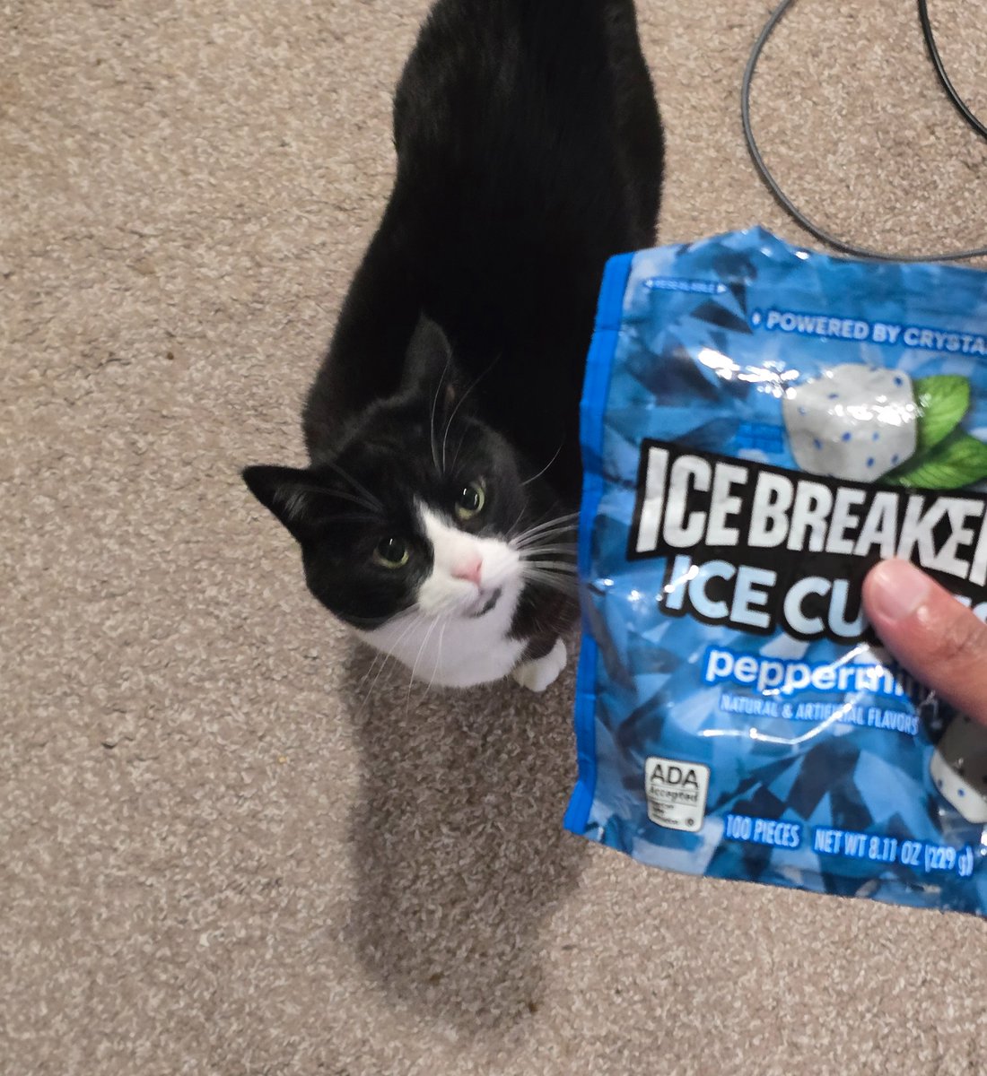 KamexVGM's tweet photo. Bro thinks these are his treats 💔 https://t.co/i8P7HGP4Zj