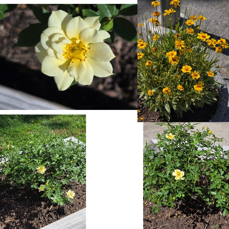 RockwoodTigers1's tweet photo. Rockwood High School is looking like summer! #RHS #BioSTEM #cte https://t.co/LgDQUuqRZT