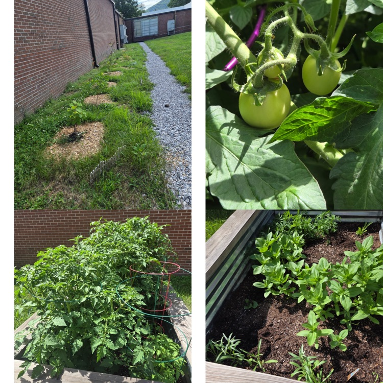 RockwoodTigers1's tweet photo. Rockwood High School is looking like summer! #RHS #BioSTEM #cte https://t.co/LgDQUuqRZT