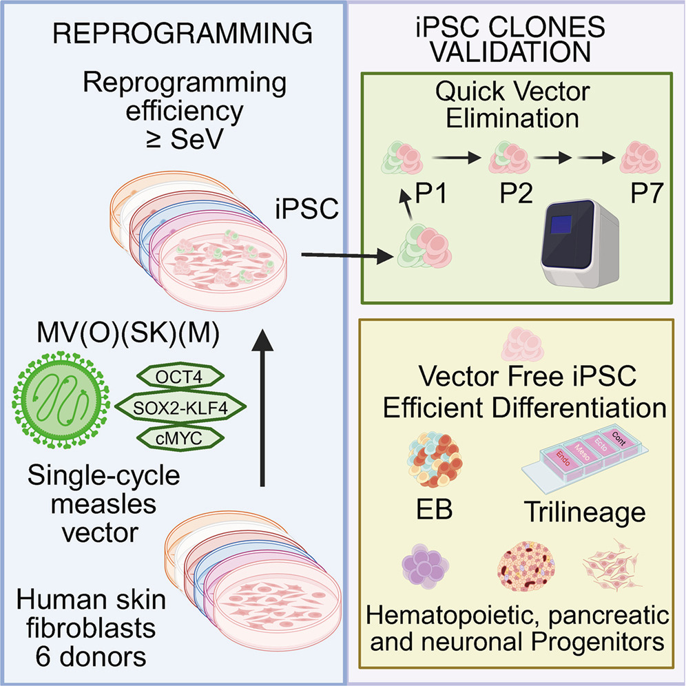ESC_iPSC_News's tweet photo. Scientists develop an improved measles virus–based reprogramming platform that efficiently generates human #iPSCs with rapid vector clearance and robust differentiation potential.
🔖 https://t.co/T7sCYdlm2G https://t.co/JI8WEgbyQU