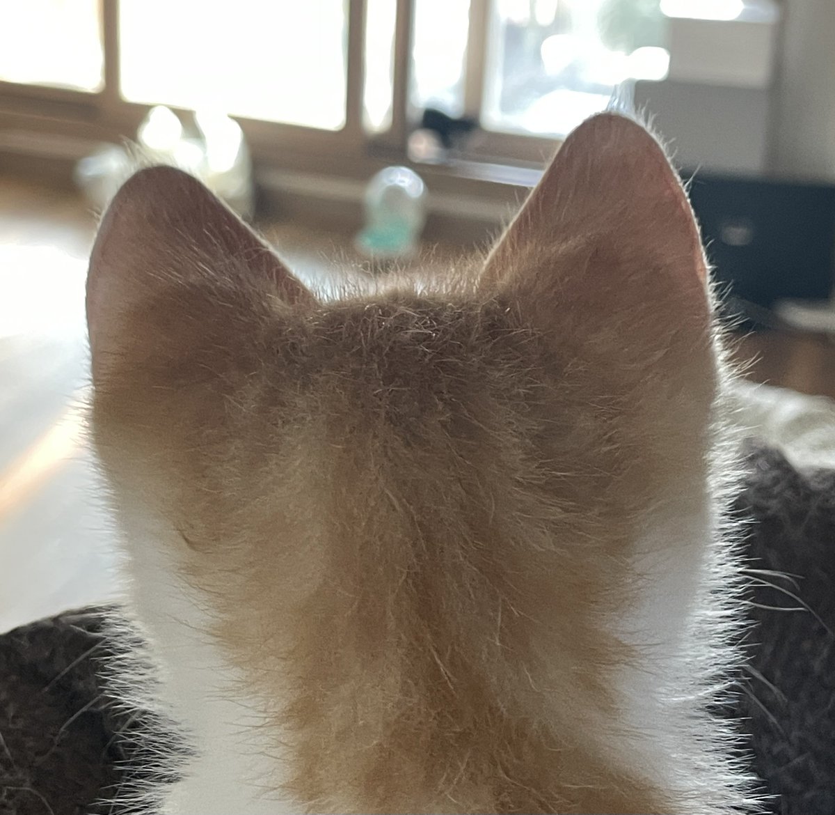 Bbllaive's tweet photo. 아 뒤통수는 이겁니다 🐱
저 이런 거 혼자 보고 그러는 사람 아니에요 https://t.co/6VBylDkfRI