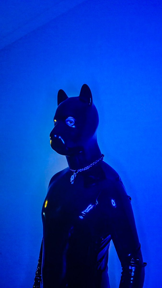 pup_boxer's tweet photo. Woof woof, happy international latex day 

#InternationalDayOfLatex https://t.co/se10p5e5Yx