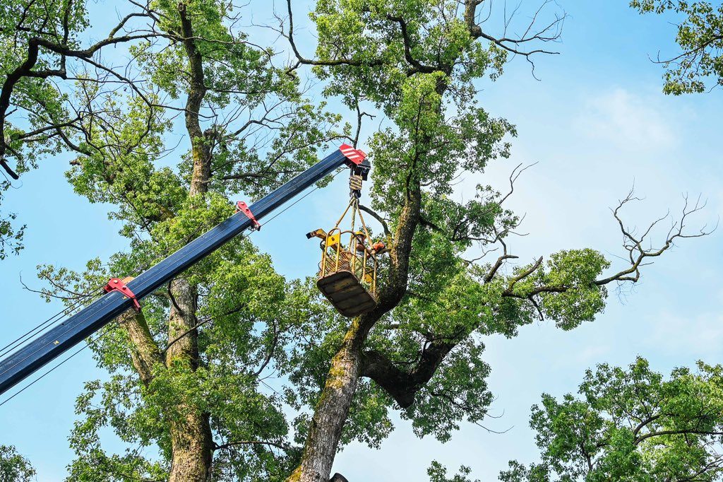 YCTV17's tweet photo. Yichun, China: "Tree Doctor" is delivering nutrients to camphor trees over 900 years old.

中国宜春：“树医生”正在为900多岁的樟树输送营养

#CharmOfJiangxi https://t.co/1WCUbCP7wS