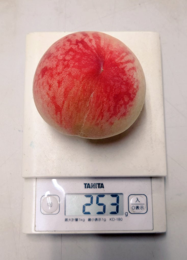 pesca002's tweet photo. てっぺんとお尻の糖度
味と香りは好き
1日10玉前後切ってる(主に果物狂の8歳用)んだけど、たまーに密症みたいな褐変入ってるのが怖い
#朱夏 https://t.co/8vKjo4VTSB