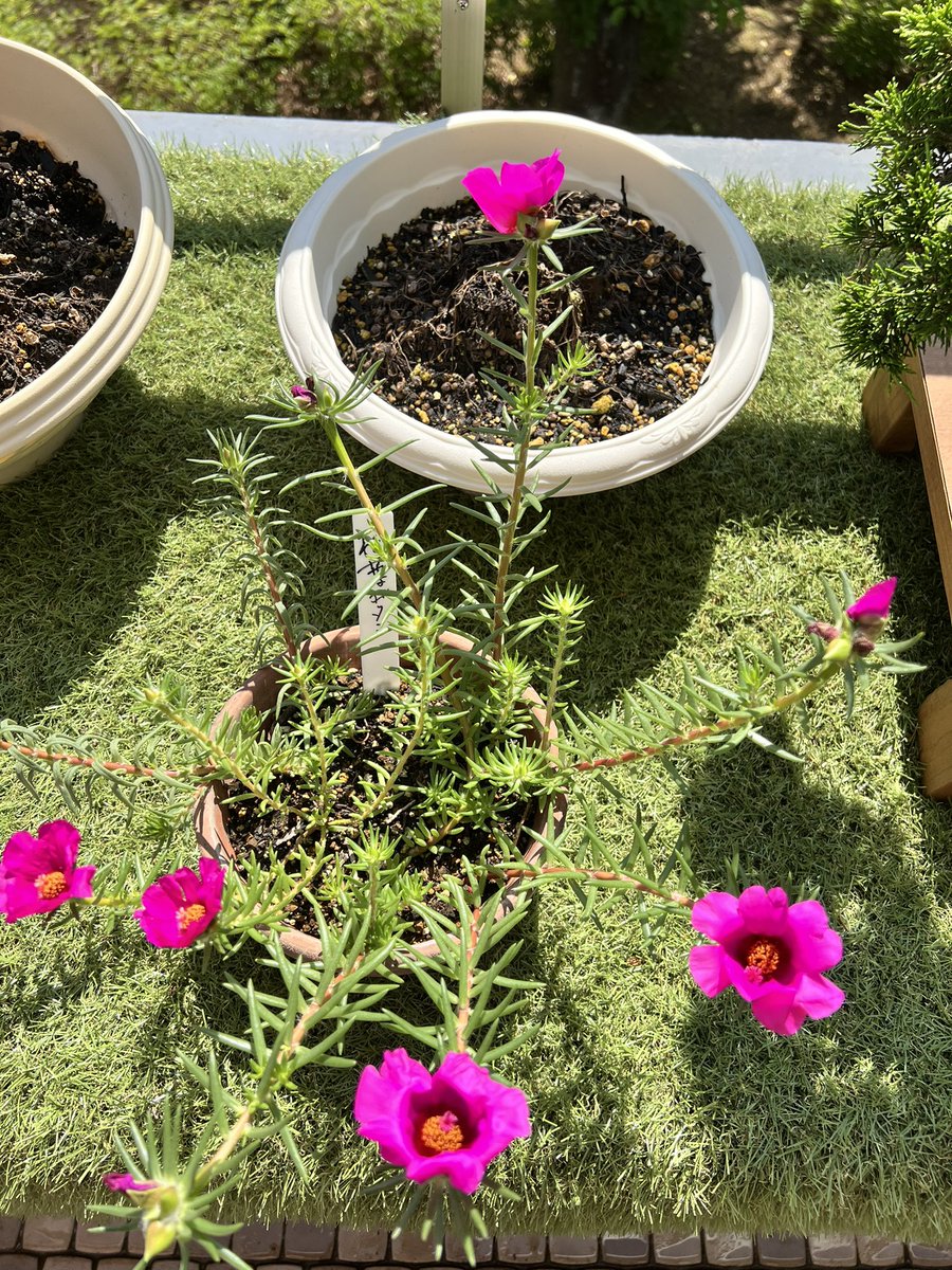 kelmoelmok's tweet photo. おはようございます☀️

最近たくさん寝てられる！嬉しい🥰
松葉ボタンがいっぱい咲いてるのも嬉しい𑁍ࠬܓₘ
また自分を違うアイドルにして遊んでたw
こういうの楽しいねw

今日もよろしくお願いします🫶
皆さん素敵な一日を🤗 https://t.co/KBBKxp2XPS