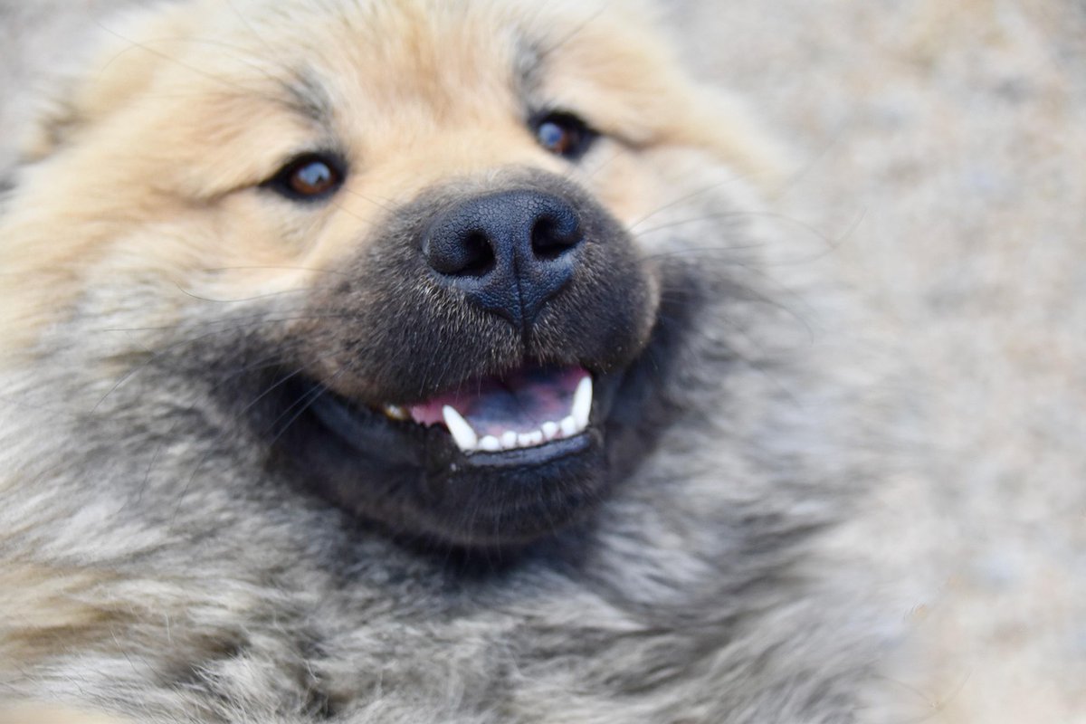 TechnologyXohe's tweet photo. A loyal dog fill the world with happiness 🌍
Even quiet moments feel special with them nearby 🐶
TLo https://t.co/CimAQfeZig