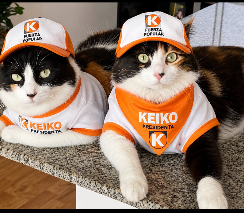 chabelahjwf's tweet photo. @JulioGarciaOrd1 Me imagino q te irás del país, nos harías un favor grande y te envia saludos Nico y Donna 🐈 https://t.co/7aKoJSIpAB