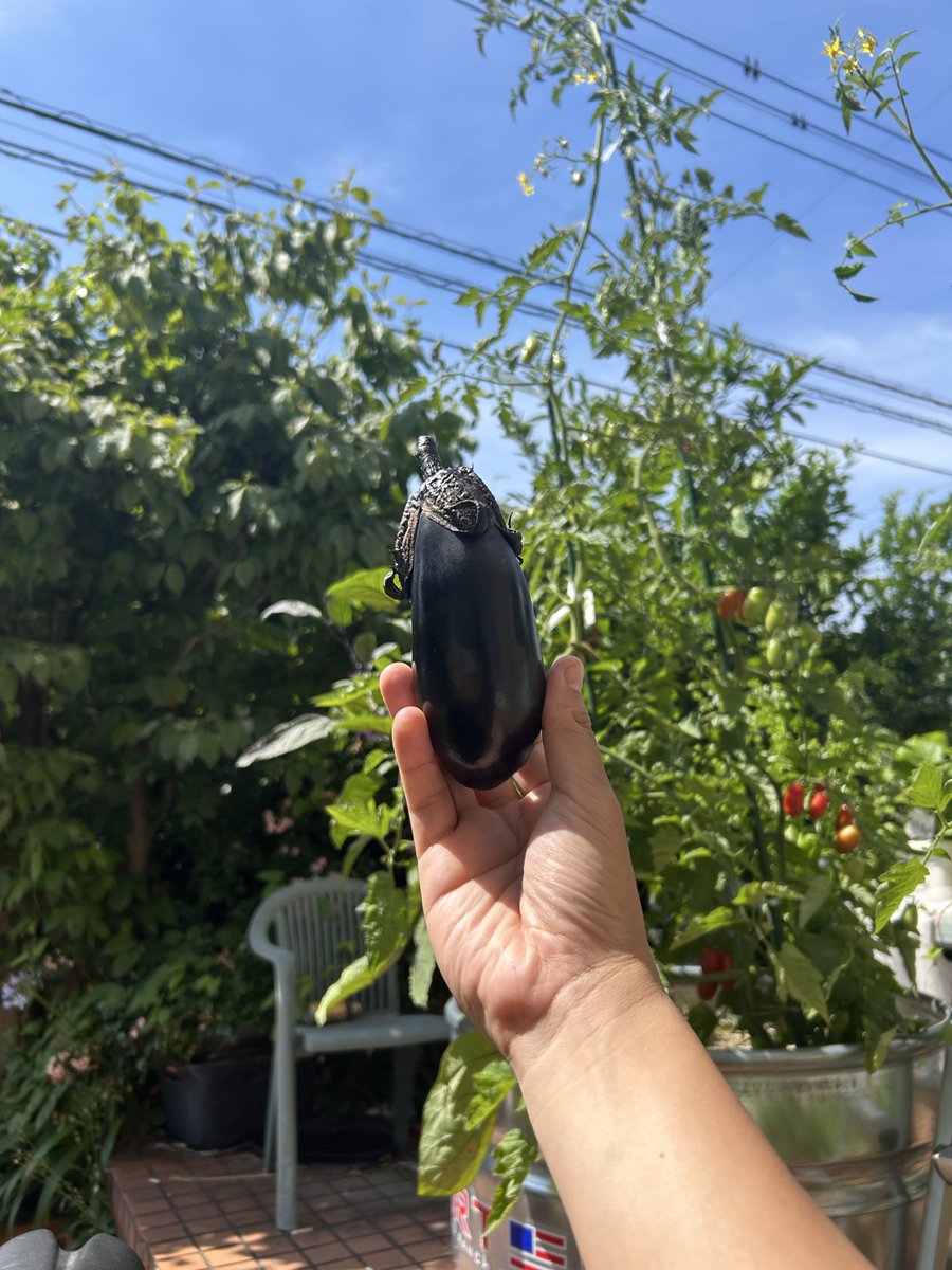 yasaitaro3's tweet photo. ナスと2m超えのミニトマト🍆 https://t.co/yWYmwkBrmz