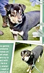 KeithOlbermann's tweet photo. PROSPECTOR IS MISSING IN NORTH BROOKLYN: last seen near Macri Triangle, he's chipped: 
941000028700762 and 40 pounds. If you've seen or found him please call 888-466-3242 and PLEASE RT PROSPECTOR! https://t.co/PKvMtQ11bA