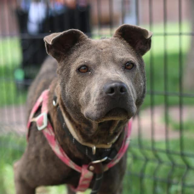 _taysmyoxygen1d's tweet photo. 🆘 SCARED DOG POSSIBLY VICTIM OF CRUELTY TO BE KILLED TMW 6.16 BY #SANANTONIO ACS #TEXAS

DOVE 🕊️#A811448 4yo F
💕Fearful upon approach with a tucked tail &amp; tense body, slowly walked outside w assistance.

🚨generalized mild alopecia, mild ticks, BCS 5/9 https://t.co/pLP6UfjGWn