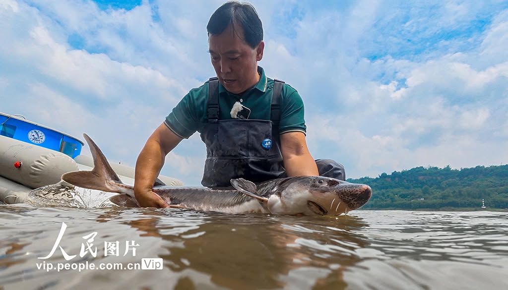 ChinaScience's tweet photo. More than 25,000 artificially-bred Yangtze sturgeon were released into the Yangtze River recently in Jiang'an County, southwest China's Sichuan Province.

The Yangtze sturgeon is a rare fish species endemic to the Yangtze River and is under China's first-class state protection. Expanding restocking efforts is a key measure to restore natural reproduction and rebuild wild populations.