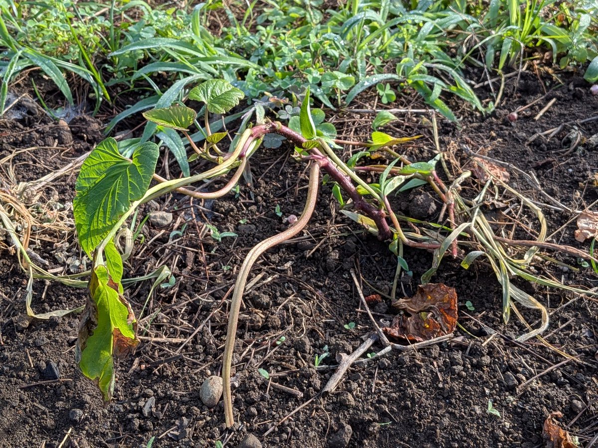 tetsu_gohan's tweet photo. 無事、サツマイモの活着を確認しました！🧑‍🌾 https://t.co/pHUIQpkSAP
