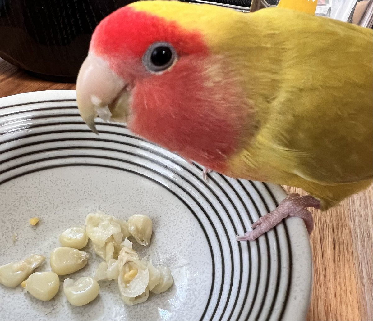 chocola0427's tweet photo. トウモロコシ🌽の季節になっていちばん喜んでるお方🦜⸒⸒

ヽ(ﾟ∀ﾟ)ﾉｳﾏｰ♡

  #コザクラインコ https://t.co/8yBisVDzhX