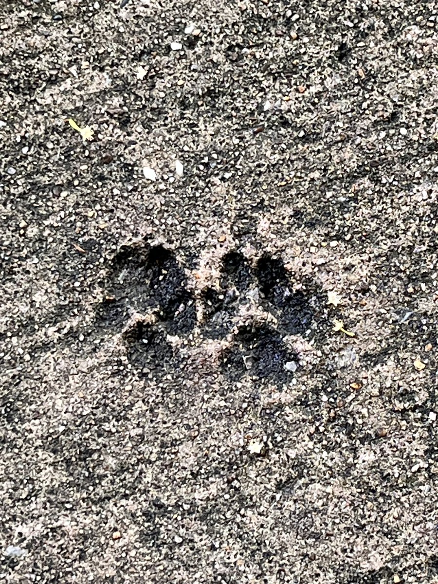 Xanten111's tweet photo. Clear evidence found of earlier life in Bangkok. #Thailand #prehistoric #footprint https://t.co/GH2k9zX9Lj