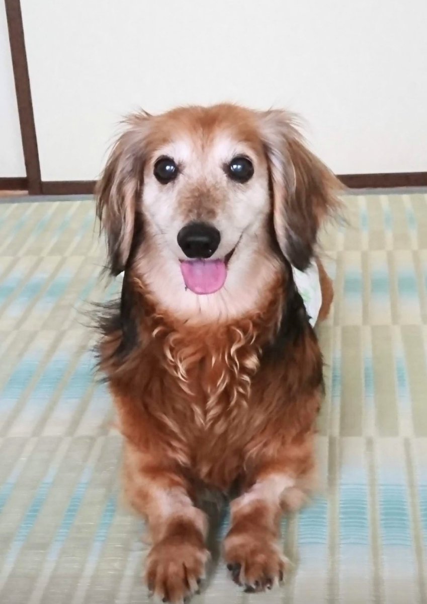 pinocosan's tweet photo. @watawata_pets いつもありがとうございます😊
応募させて頂きます❣️ https://t.co/19e8RfpdkM