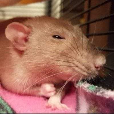 nadie tweet media