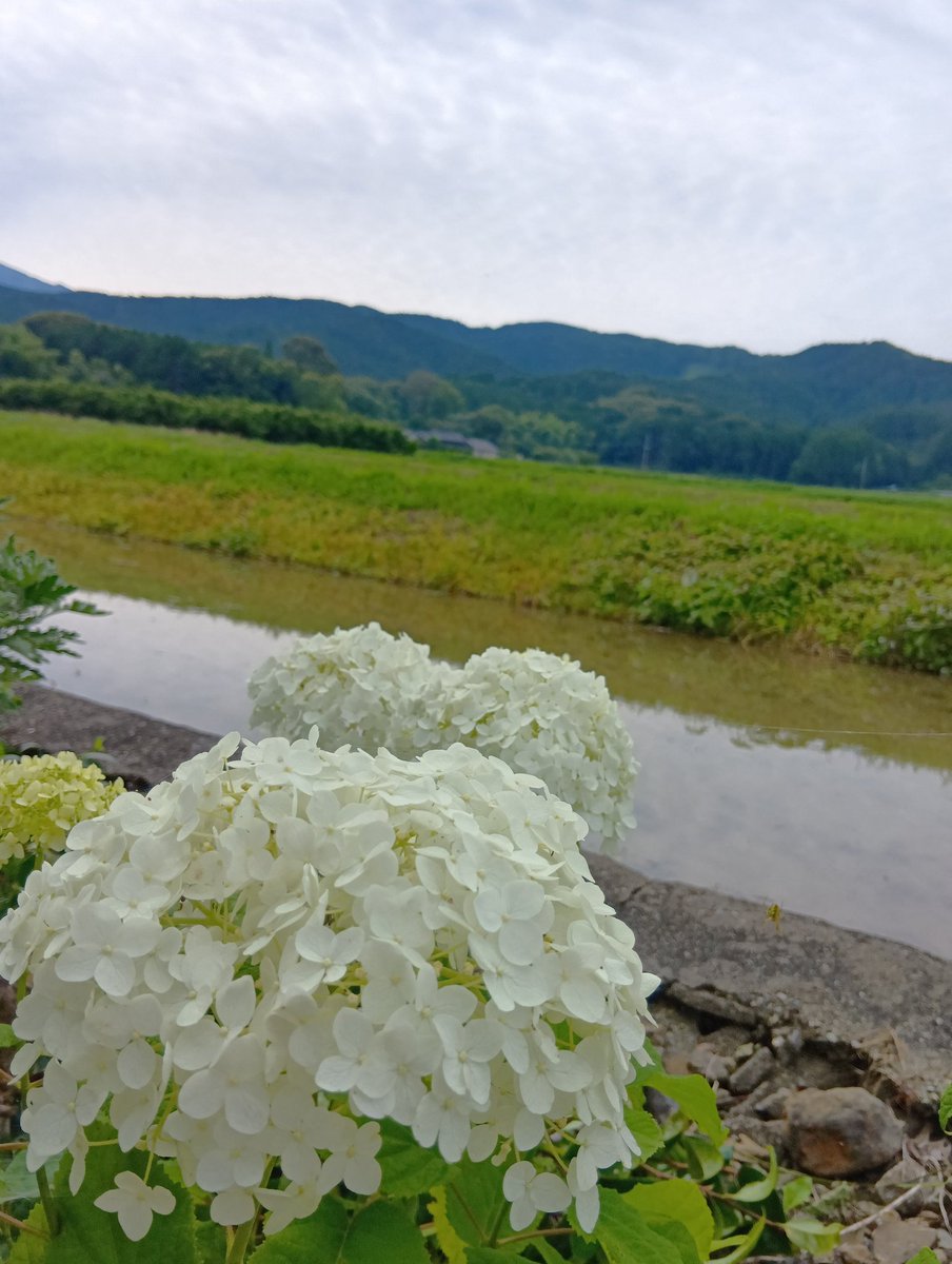 hariko_405's tweet photo. 暫くお天気☔マーク続きですね😭
今年初めてアナベルが咲きました☺️(我が家の紫陽花ほとんどが花芽が付かなかった😭) https://t.co/WsRPpUViQ1