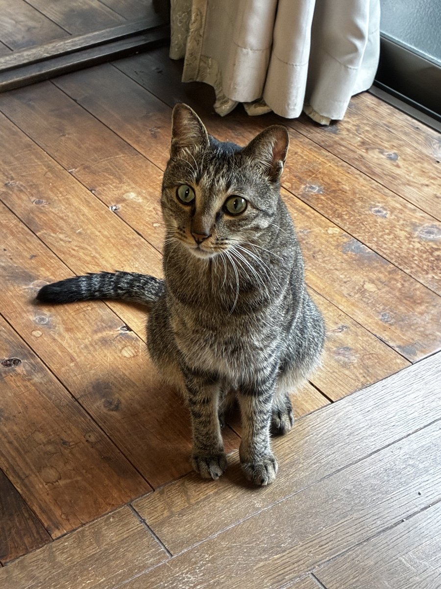 wonwootamam's tweet photo. 今日は在宅勤務なんだけど、ナビちゃん遊びたいみたいで甘えた声で何回も呼びにくる😂
ごめんよ〜今は遊べないんだ🙏🏻 https://t.co/KPugTPA98m