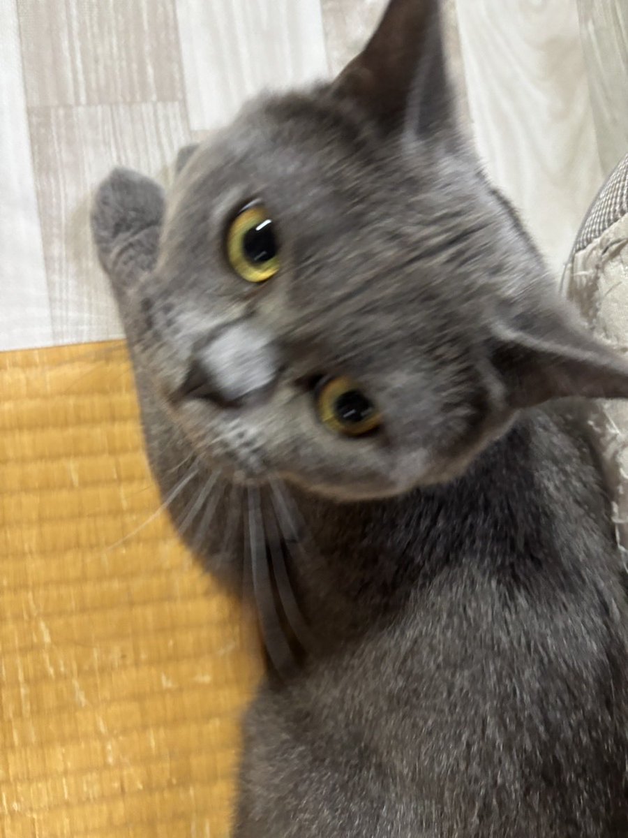 nikokyuu's tweet photo. てりん https://t.co/5HrKYJQT6L