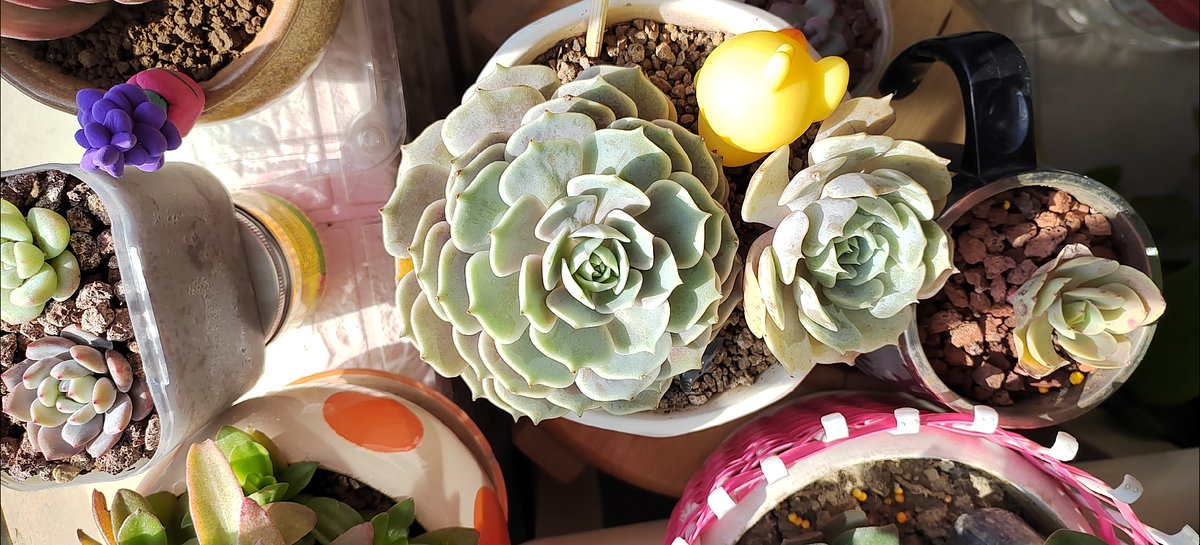 Salehuddin80's tweet photo. Just turned old glass jars into cute succulent planters with a bit of paint u0026 sand! Cheap, easy, and perfect for sprucing up my windowsill https://t.co/TNWq5XSbeC