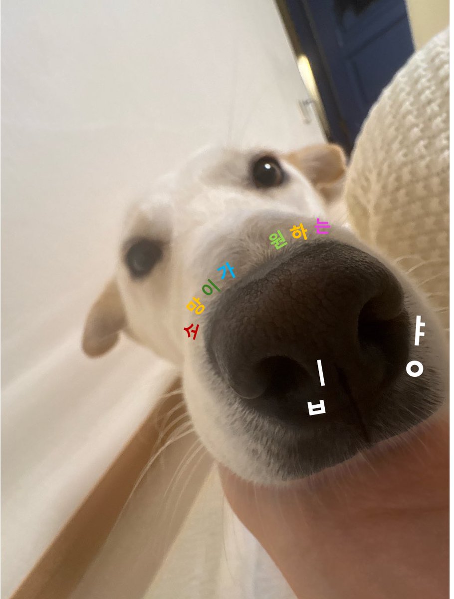 소망이의 가족찾기 tweet media