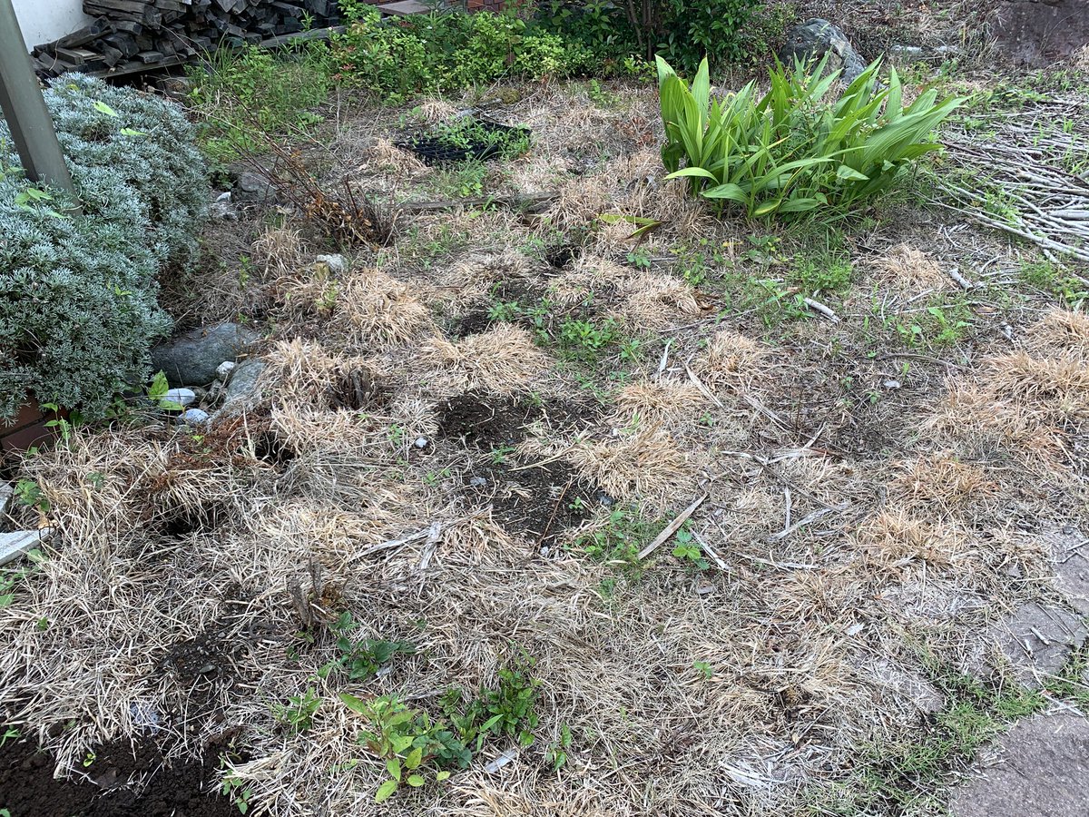 watercyclesoil's tweet photo. 除草剤が撒かれたところを回復中。

もっとも効果がありそうなのが、上に健全な土を被せること。
点穴を掘って水の動きを変えるだけでは、回復しなかった。

 #除草剤から回復 https://t.co/Rrgxz0W7Tk